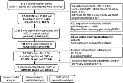 Genetic variants of LRRC8C, OAS2, and CCL25 in the T cell exhaustion-related genes are associated with non-small cell lung cancer survival